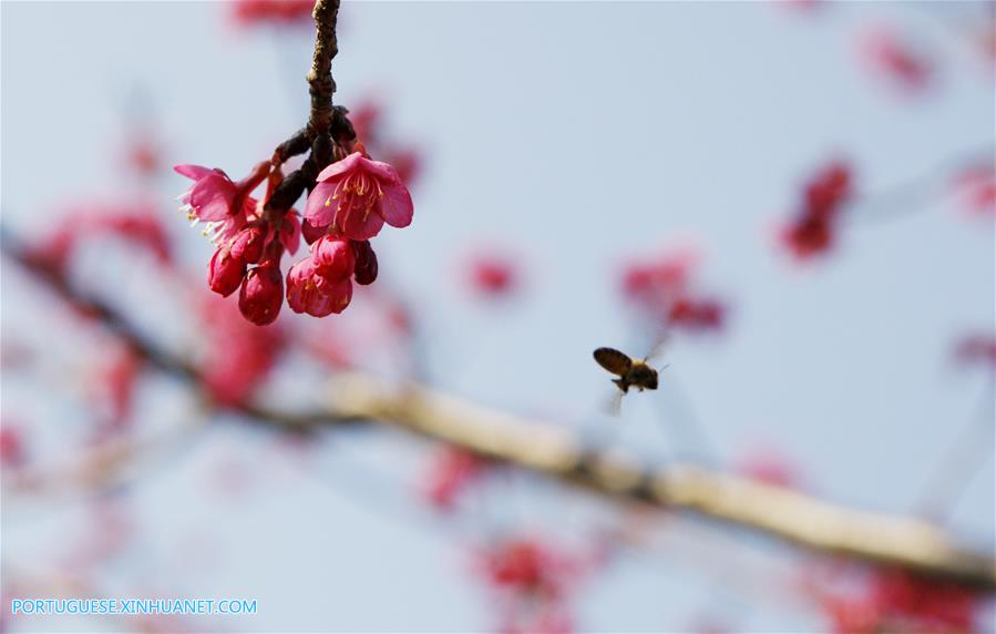 CHINA-SHANGHAI-SPRING FLOWER-BEE(CN)