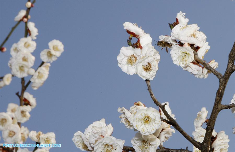 CHINA-SHANGHAI-SPRING FLOWER-BEE(CN)