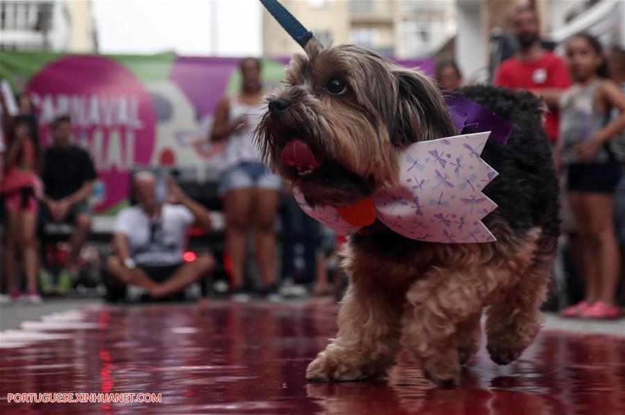 BRAZIL-SAO PAULO-ANIMAL-COSTUME CONTEST