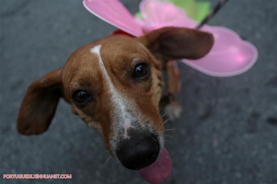 BRAZIL-SAO PAULO-ANIMAL-COSTUME CONTEST