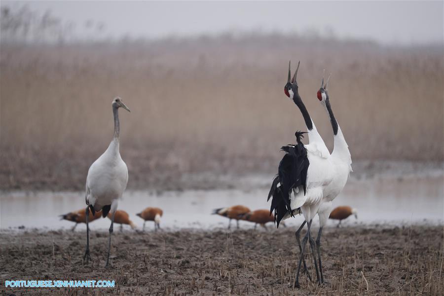 CHINA-JIANGSU-CRANES (CN)