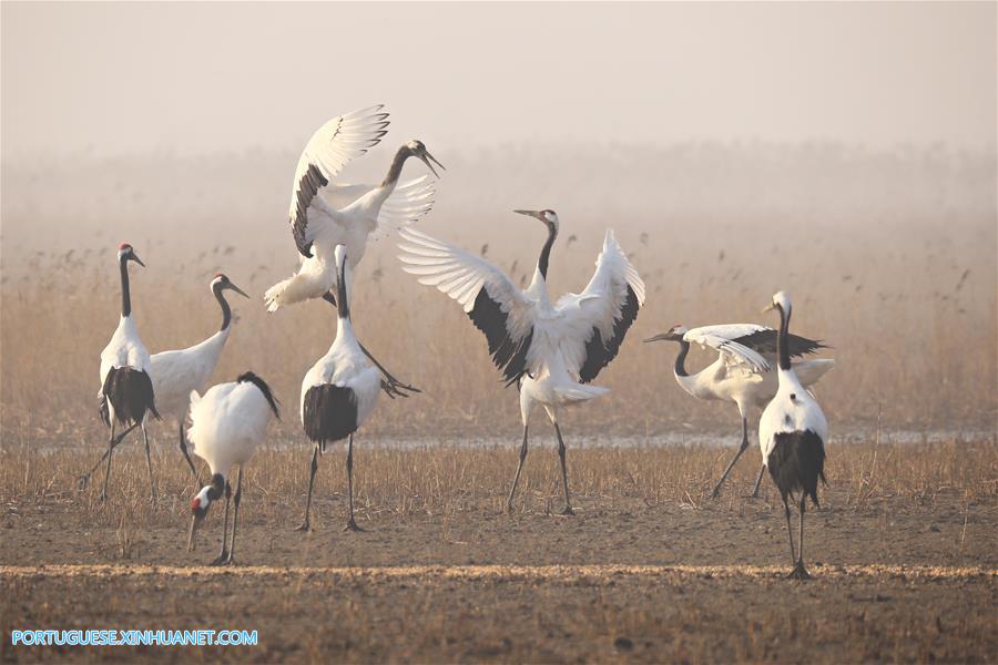 CHINA-JIANGSU-CRANES (CN)