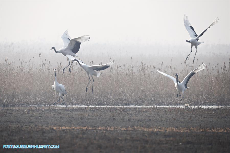 CHINA-JIANGSU-CRANES (CN)