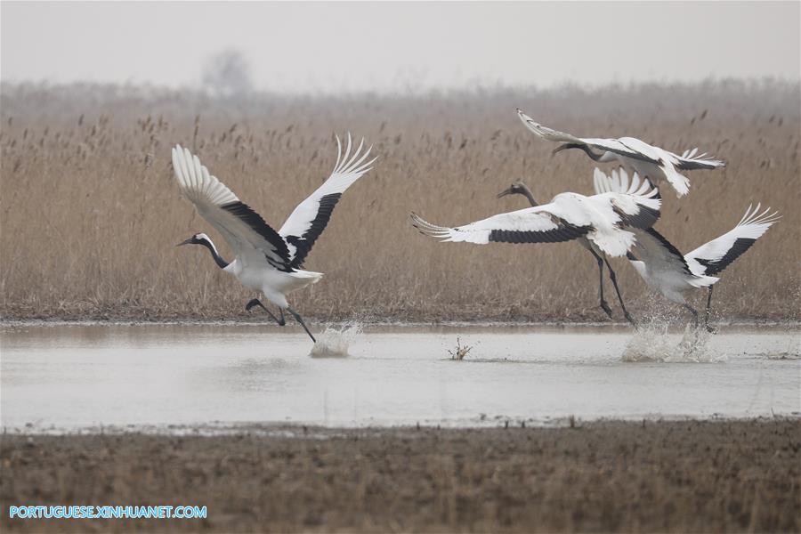 CHINA-JIANGSU-CRANES (CN)