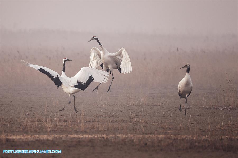 CHINA-JIANGSU-CRANES (CN)