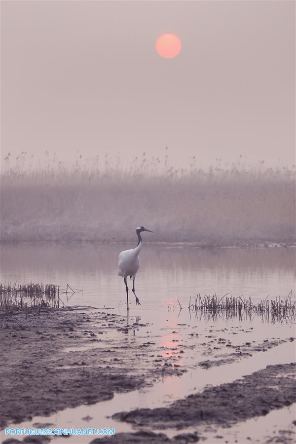 CHINA-JIANGSU-CRANES (CN)