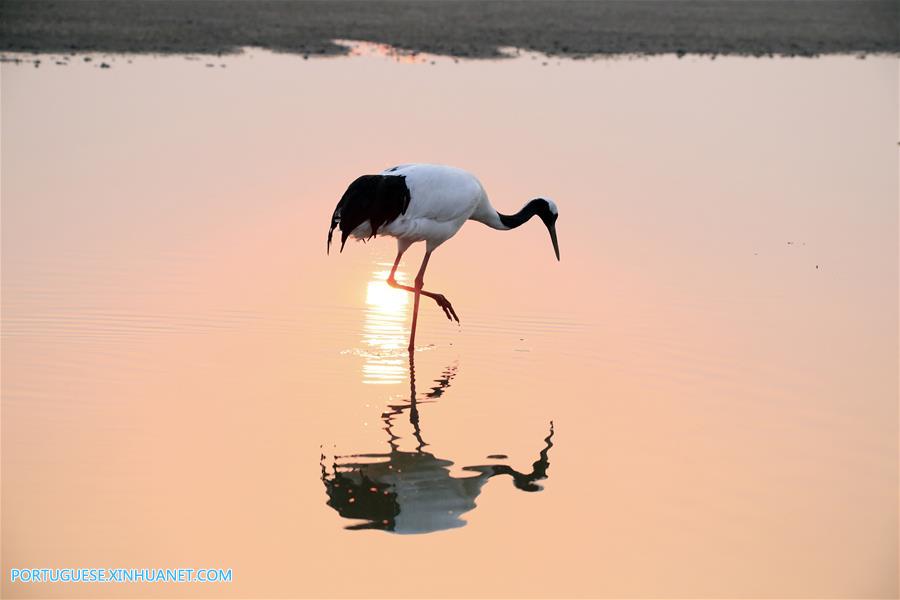 CHINA-JIANGSU-CRANES (CN)