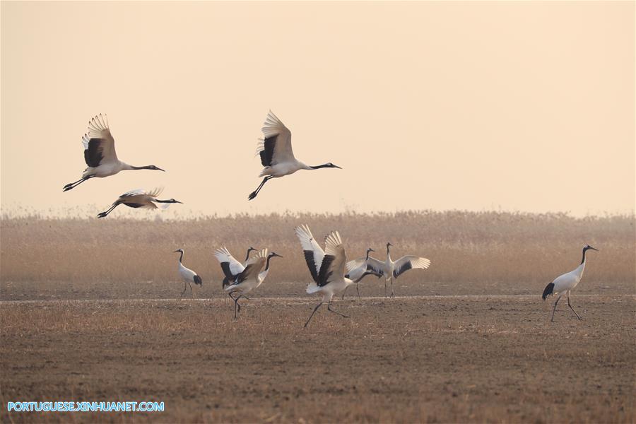 CHINA-JIANGSU-CRANES (CN)