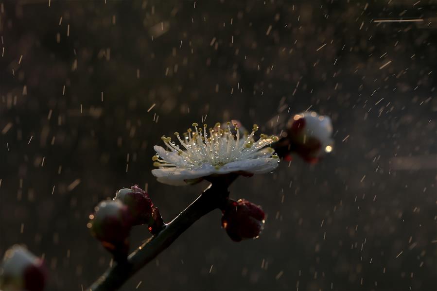 #CHINA-JIANGSU-PLUM BLOSSOMS(CN)