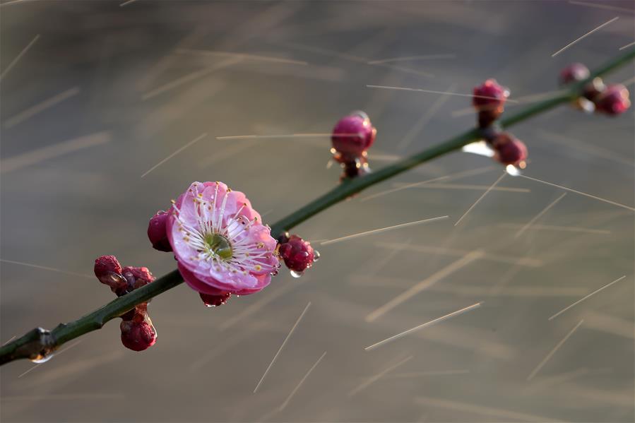 #CHINA-JIANGSU-PLUM BLOSSOMS(CN)