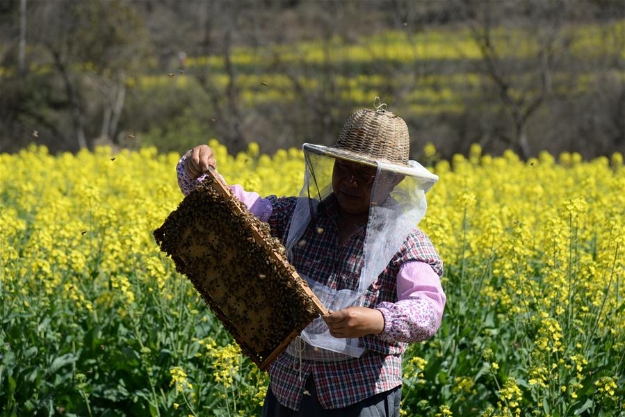 CHINA-YUNNAN-RAPE FLOWER(CN)