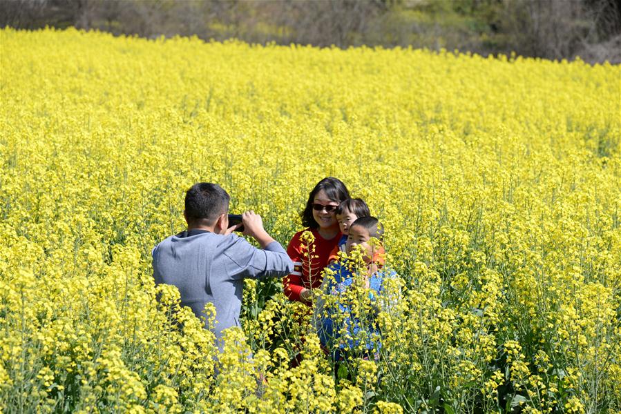 CHINA-YUNNAN-RAPE FLOWER(CN)