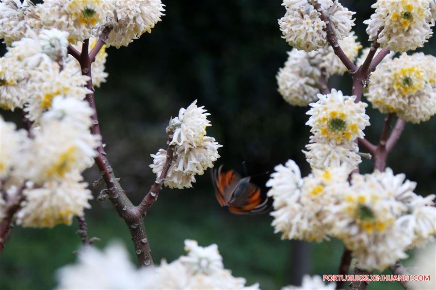 #CHINA-EARLY SPRING-SCENERY (CN)