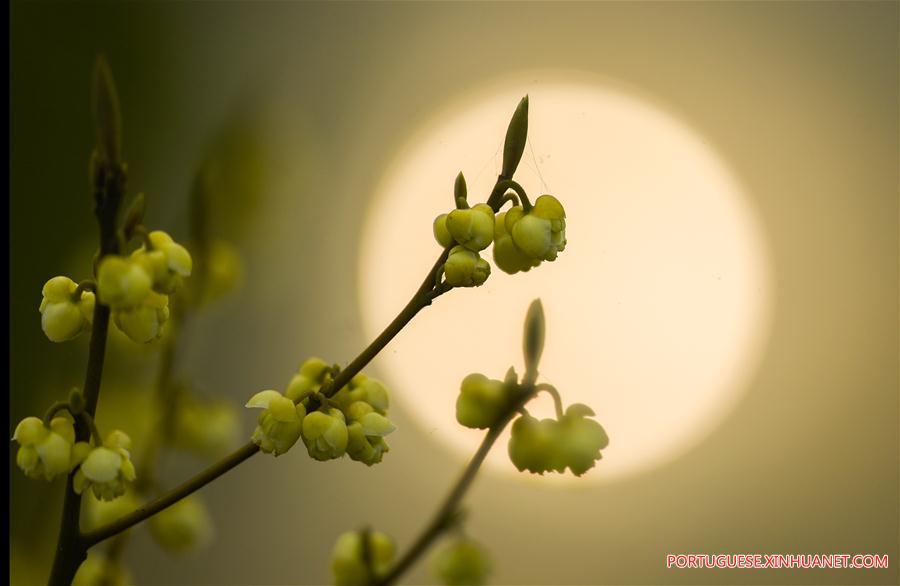 #CHINA-EARLY SPRING-SCENERY (CN)