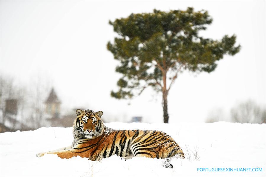 CHINA-HEILONGJIANG-SIBERIAN TIGER (CN) 