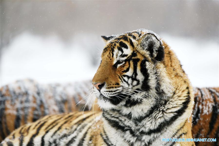 CHINA-HEILONGJIANG-SIBERIAN TIGER (CN) 