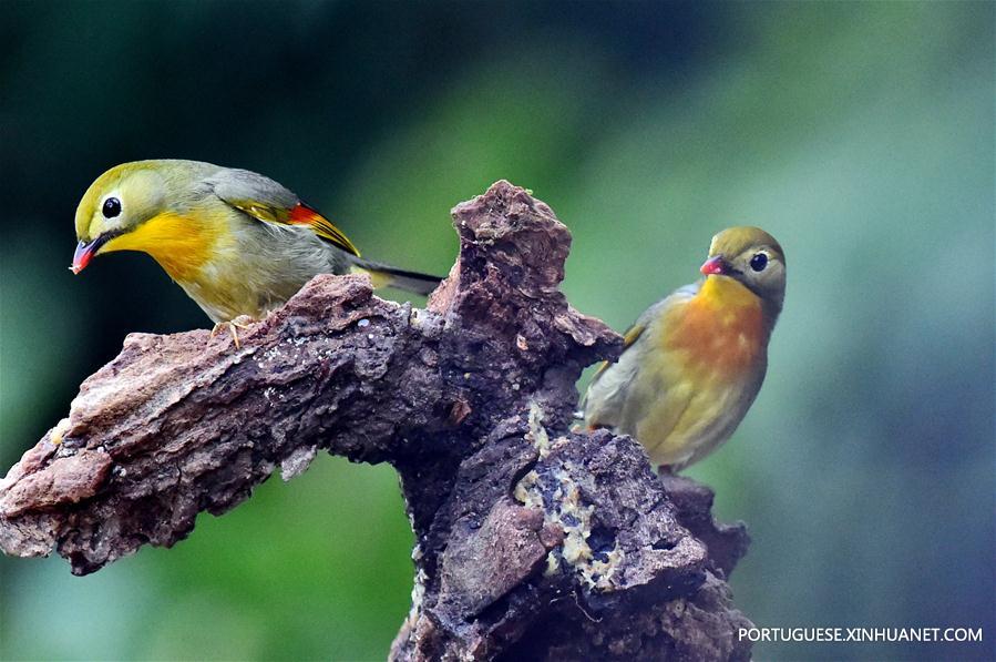 (2)CHINA-FUZHOU-MEDIO AMBIENTE-FAUNA