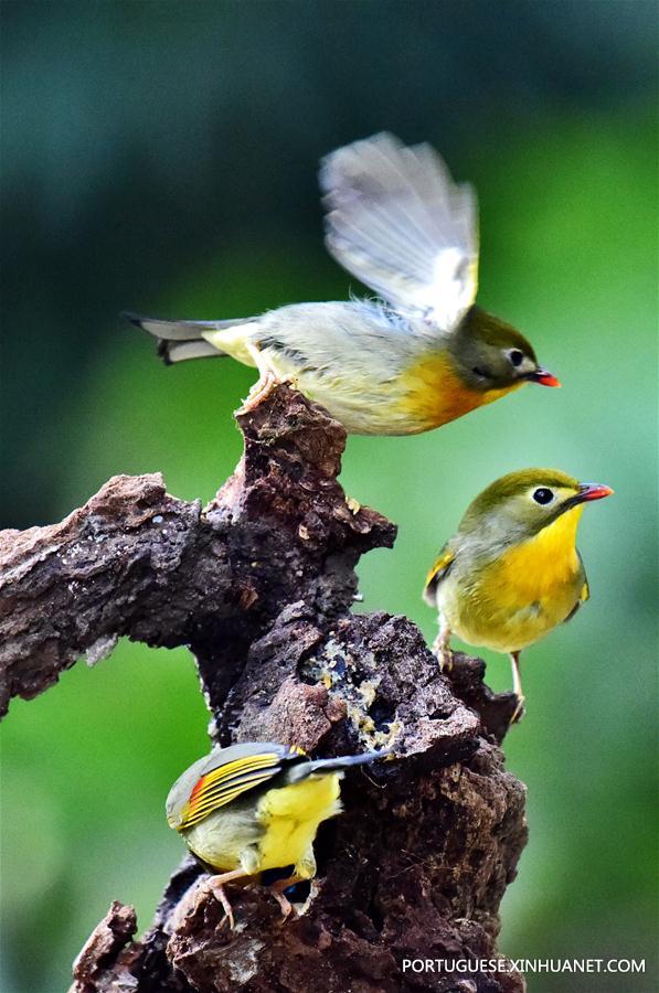 (3)CHINA-FUZHOU-MEDIO AMBIENTE-FAUNA