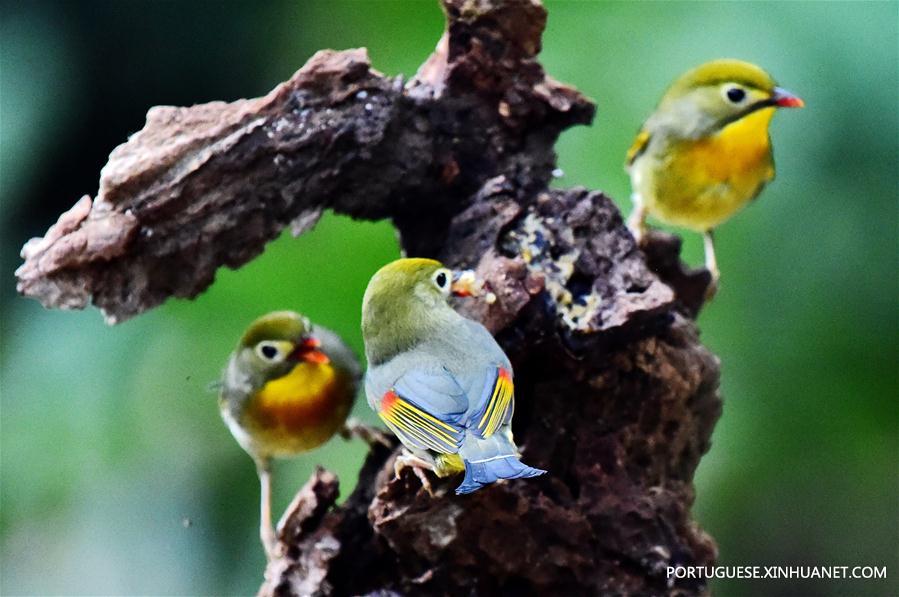 (4)CHINA-FUZHOU-MEDIO AMBIENTE-FAUNA