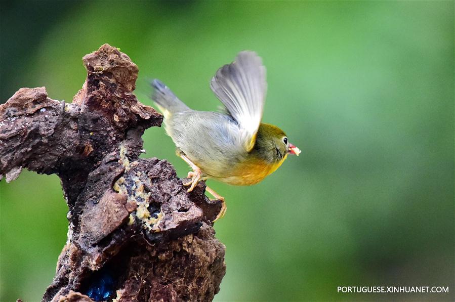 (5)CHINA-FUZHOU-MEDIO AMBIENTE-FAUNA