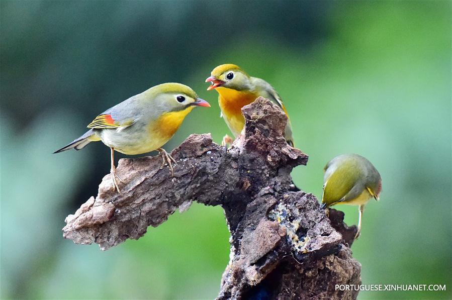 (6)CHINA-FUZHOU-MEDIO AMBIENTE-FAUNA