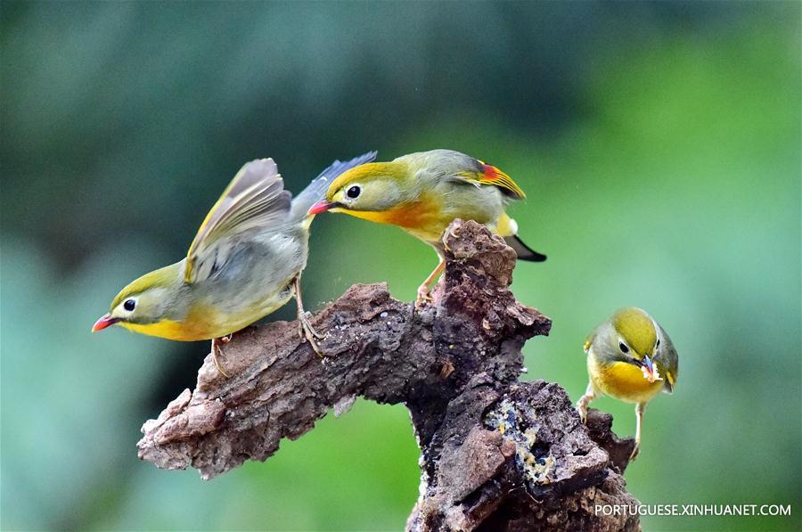 (7)CHINA-FUZHOU-MEDIO AMBIENTE-FAUNA