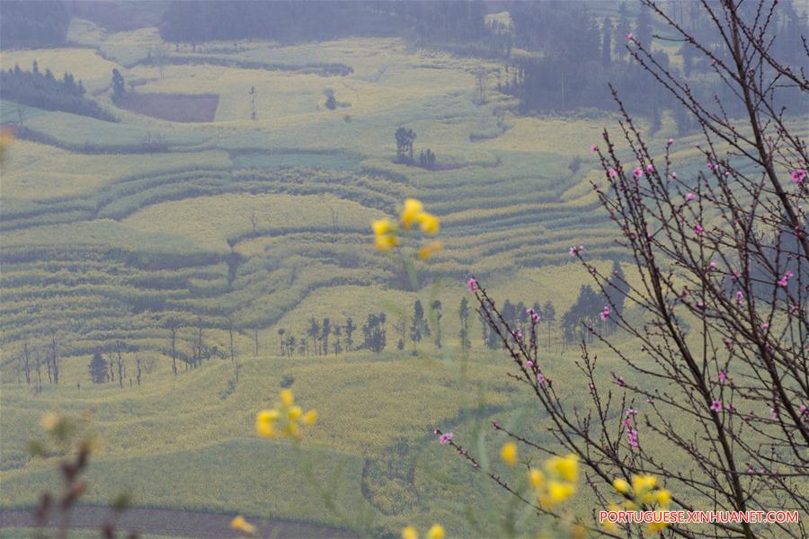 CHINA-YUNNAN-RAPE FLOWER BLOSSOMING (CN)
