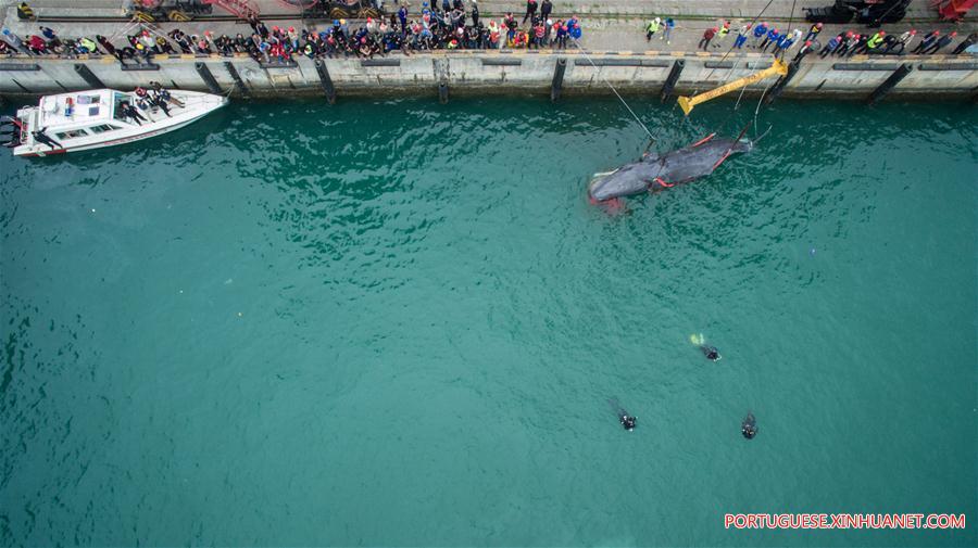 CHINA-GUANGDONG-SPERM WHALE-DEATH (CN)