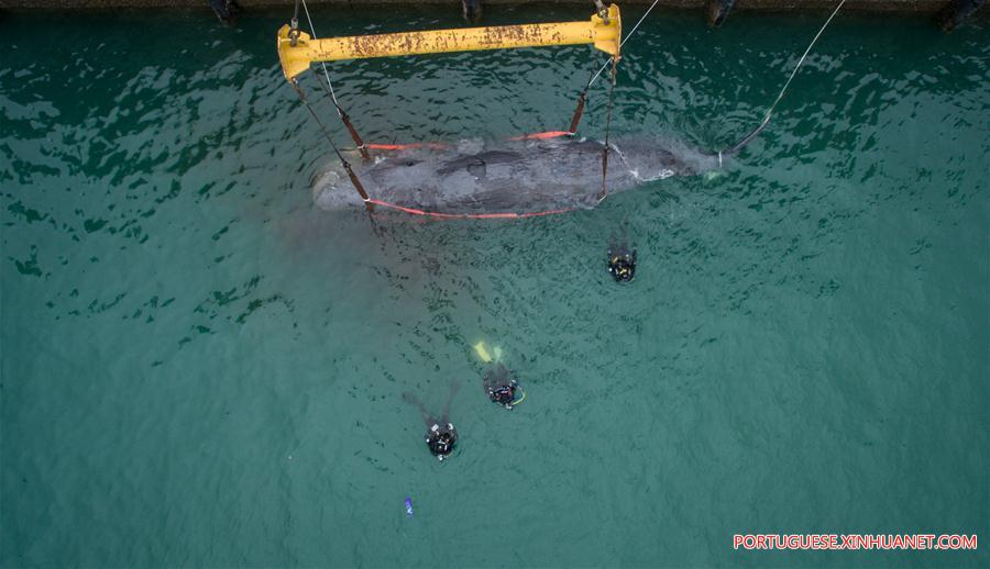 CHINA-GUANGDONG-SPERM WHALE-DEATH (CN)