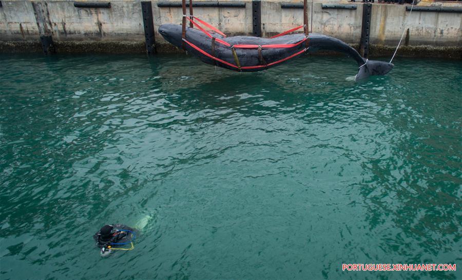 CHINA-GUANGDONG-SPERM WHALE-DEATH (CN)