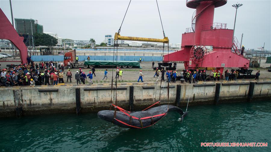 CHINA-GUANGDONG-SPERM WHALE-DEATH (CN)