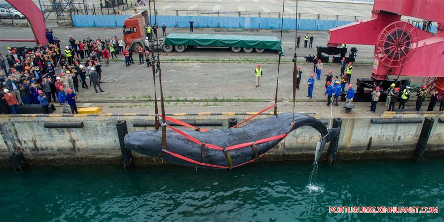 CHINA-GUANGDONG-SPERM WHALE-DEATH (CN)