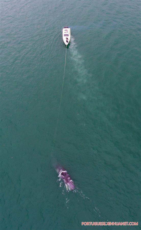 CHINA-GUANGDONG-SPERM WHALE-DEATH (CN)