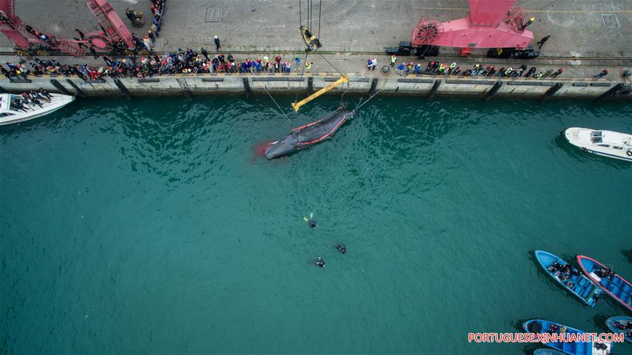 CHINA-GUANGDONG-SPERM WHALE-DEATH (CN)