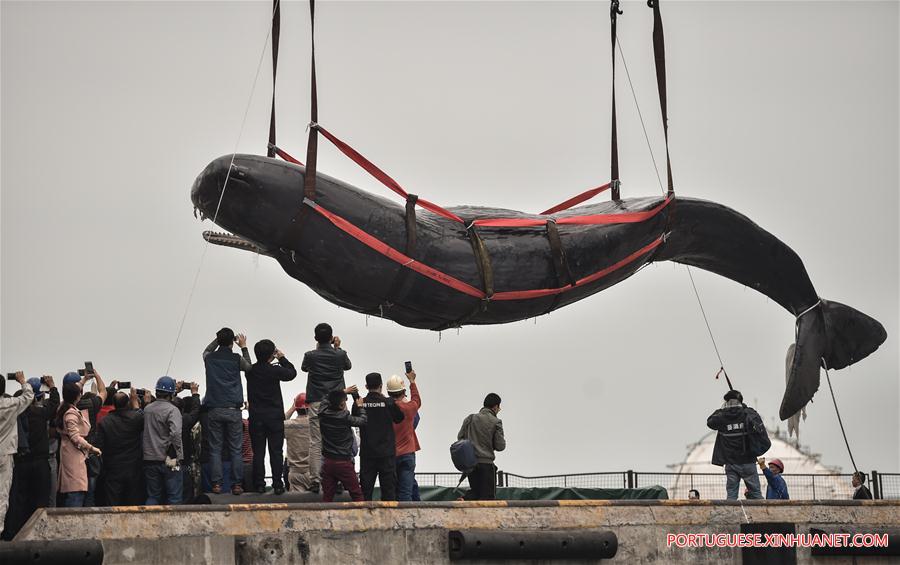 CHINA-GUANGDONG-SPERM WHALE-DEATH (CN)
