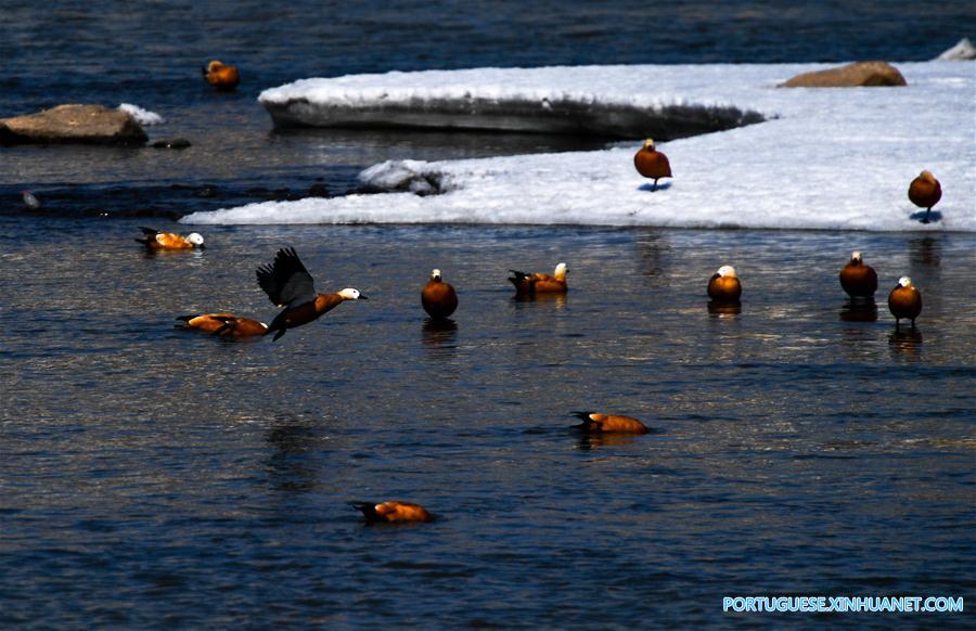 CHINA-JILIN-BIRDS (CN)