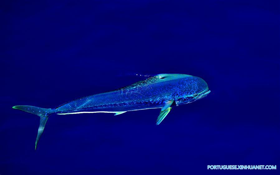 CHINA-IODP EXPEDITION-SOUTH CHINA SEA (CN)