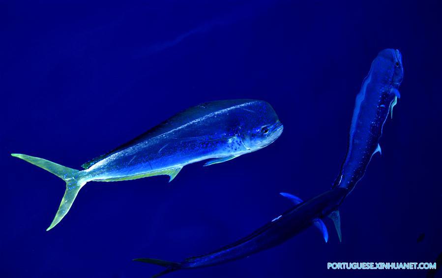 CHINA-IODP EXPEDITION-SOUTH CHINA SEA (CN)