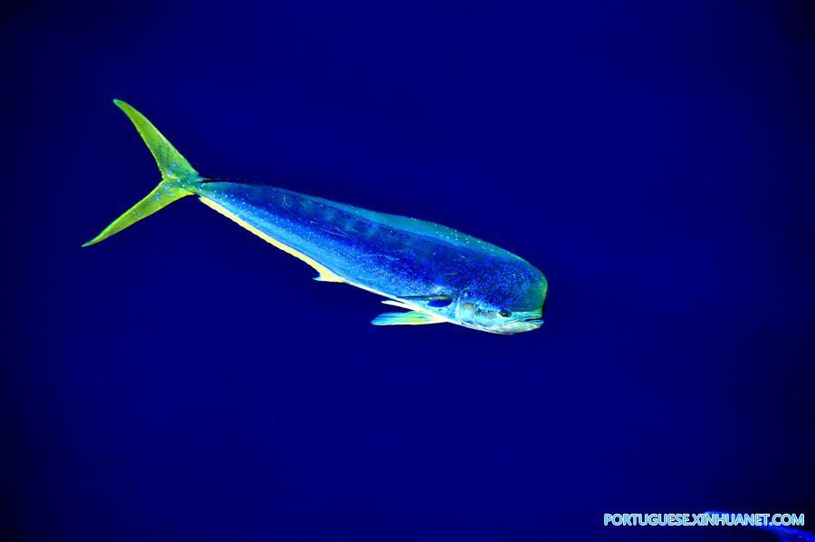 CHINA-IODP EXPEDITION-SOUTH CHINA SEA (CN)