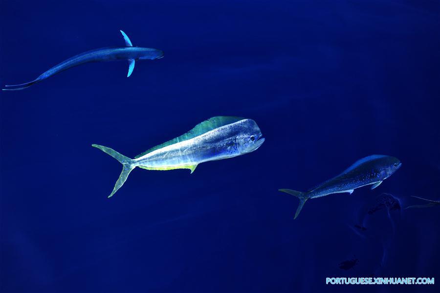 CHINA-IODP EXPEDITION-SOUTH CHINA SEA (CN)