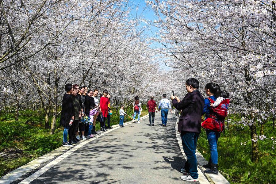 CHINA-GUIZHOU-ANSHUN-CHERRY BLOSSOM(CN)