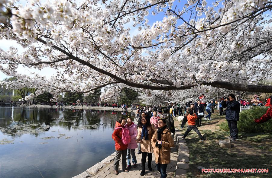 CHINA-BEIJING-YUYUANTAN PARK-CHERRY BLOSSOM(CN)