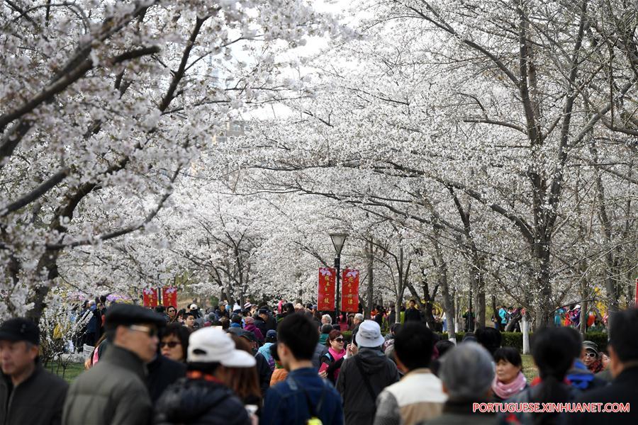 CHINA-BEIJING-YUYUANTAN PARK-CHERRY BLOSSOM(CN)