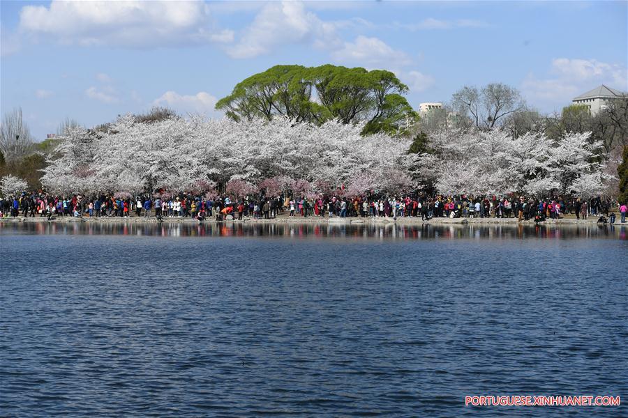 CHINA-BEIJING-YUYUANTAN PARK-CHERRY BLOSSOM(CN)