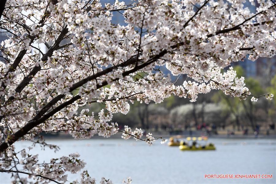 CHINA-BEIJING-YUYUANTAN PARK-CHERRY BLOSSOM(CN)