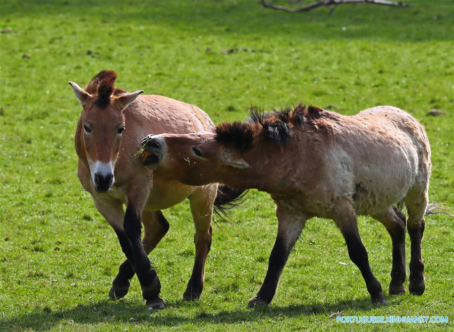 BELGIUM-ANIMAL-ENVIRONMENT-PRZEWALSKI'S HORSES