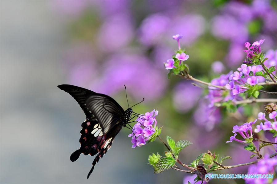 CHINA-FUJIAN-SPRING-SCENERY (CN)