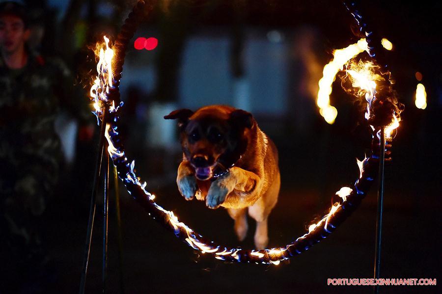 #CHINA-GUANGDONG-POLICE DOG-NIGHT TRAINING (CN)