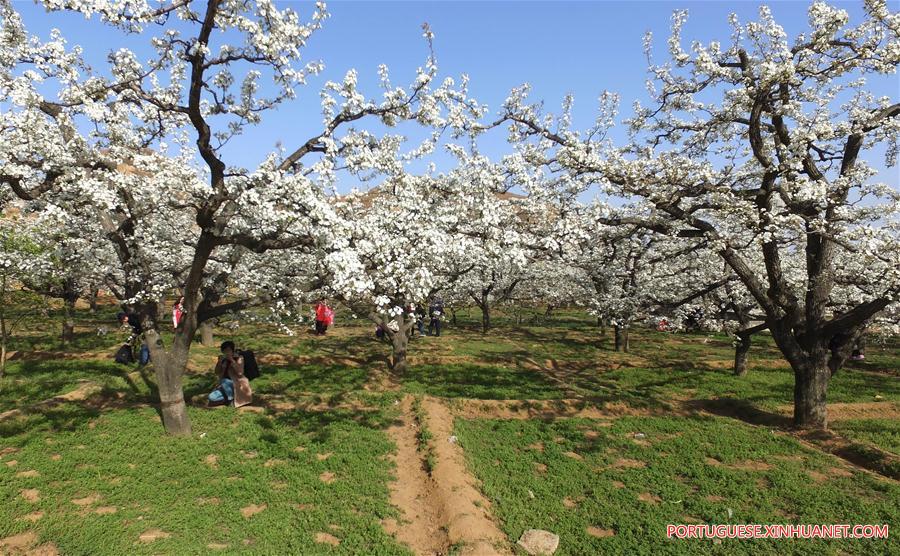 CHINA-HEBEI-PEAR BLOSSOM (CN)