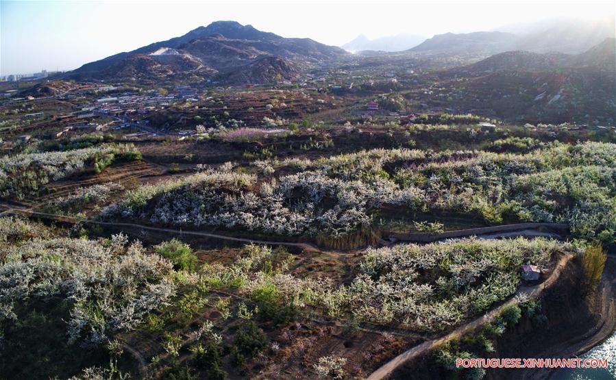 CHINA-HEBEI-PEAR BLOSSOM (CN)